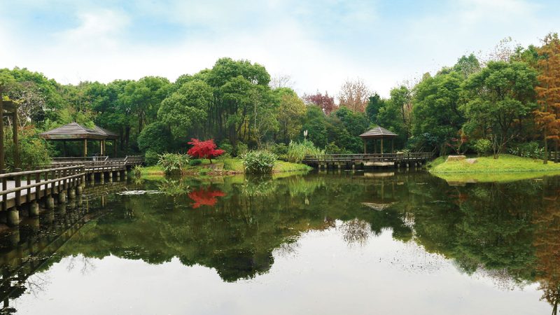 室内植物租赁，规格参数如何选择？**