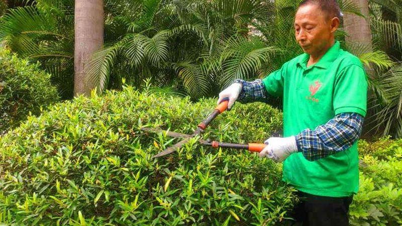 夏季新铺草坪，浇水不当等于白铺