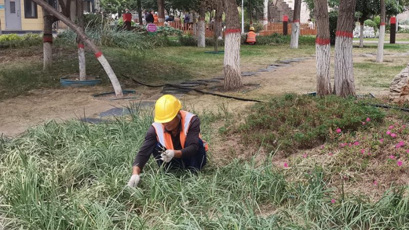 市政绿化冬季防寒：关键措施与注意事项**