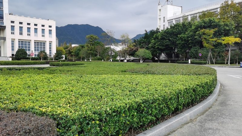 苗木种植技术视频教程：掌握关键步骤，提升成活率**